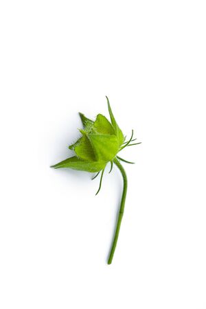 Yellow flower of Musk Mallow, Muskseed or Abel Musk (Abelmoschus moschatus Medik plant)の写真素材