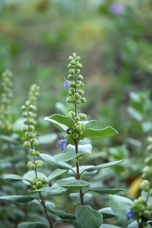 Close up of Vitex trifolia plant with blur backgroundの写真素材