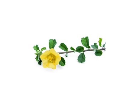 Close up of Country mallow flower in the garden. (Herb - Abutilon indicum)の写真素材