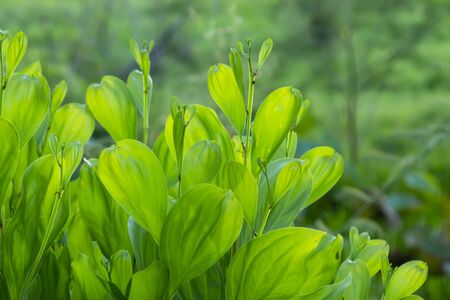 Close up green leaves of Acacia mangium tree.