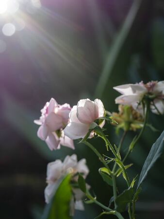 Close up small Damask Rose flower (Rosa damascena) with sunlight and blur backgroundの写真素材