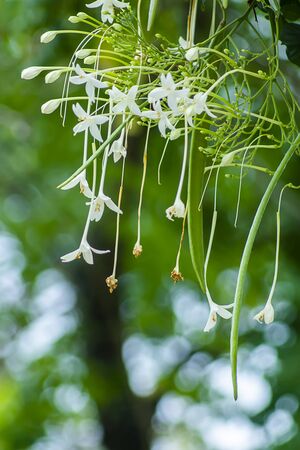 Indian Cork Flowers on tree (Millingtonia hortensis) with blur background.