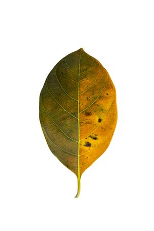 Close up Jackfruit leaves isolate on white background (Scientific name Artocarpus heterophyllus) with clipping path.の写真素材