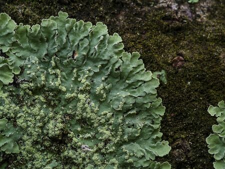 Lichens are symbiotic fungi. They are able to grow on the tree.