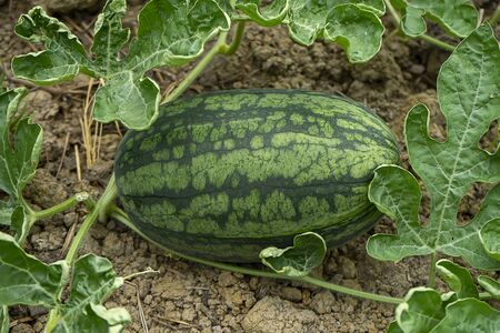 Close up of young Watermelon fruit with leaves in the farm.
