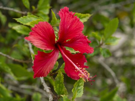 Close up of red Chinese rose or Hibiscus rosa sinensis flower.の写真素材