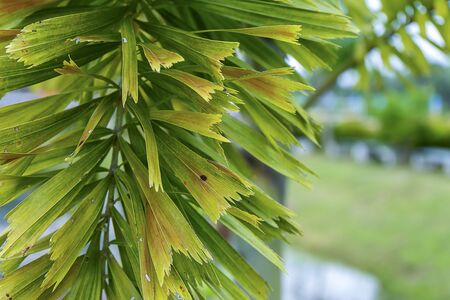 Close up of Foxtail Palm leaves (Wodyetia bifurcate A.K. Irvine) with blur background.