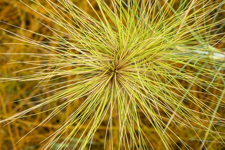 Close up Spinifex littoreus grass plant.