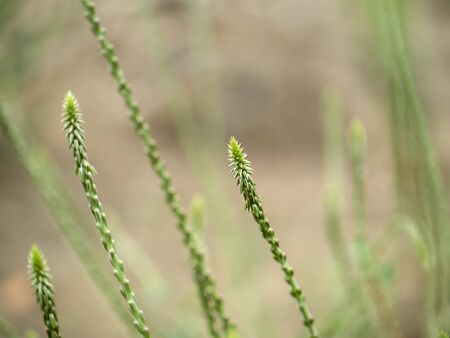 The flower of Achyranthes aspera plant on blur background.