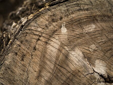 Close up Old wood texture background.