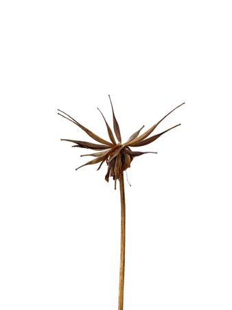 Close up cosmos seeds on white background.の写真素材