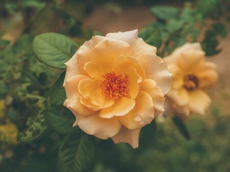 Close up of soft orange rose flower with blur background in vintage color.の写真素材