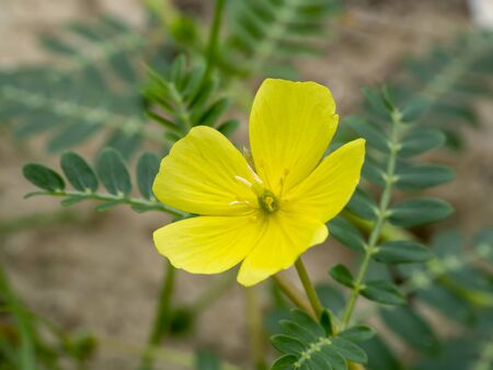 Close up the yellow flower of devil's thorn (Tribulus terrestris plant) with leaves.の写真素材