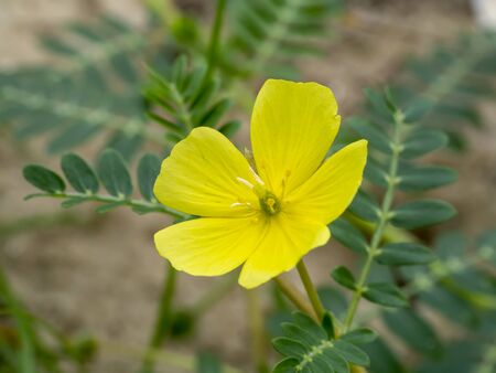 Close up the yellow flower of devil's thorn (Tribulus terrestris plant) with leaves.の素材 [FY310133674402]