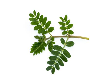 Close up the green leaves of devil's thorn (Tribulus terrestris plant) on white background.の写真素材