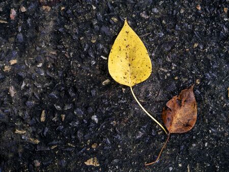 Close up Bodhi Tree leaves fall on the ground.の写真素材
