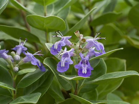 Close up of Vitex trifolia plant on the beach.
