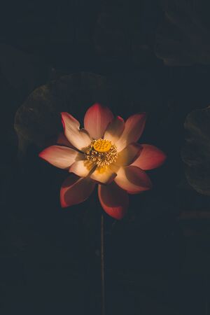 Beautiful lotus flower in the dark background.の写真素材
