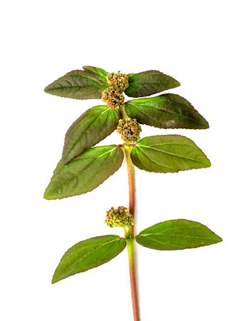 Garden Spurge leaves (Euphorbia hirta plant) on white background.