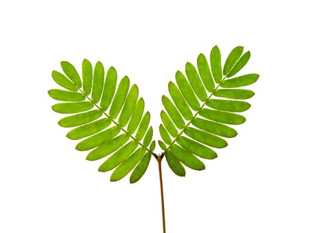 Close up leaves of sensitive plant, sleepy plant or the touch-me-not tree (Mimosa pudica) on white...