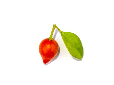 Fruit of Orange Jasmine or China Box flower (Murraya paniculata) on white background with soft shadow.の写真素材