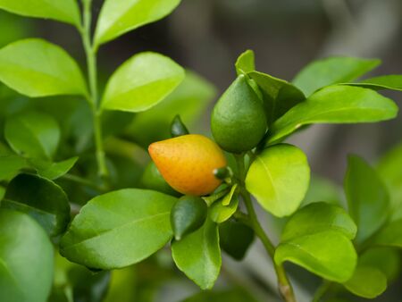 Fruit of Orange Jasmine or China Box flower (Murraya paniculata)
