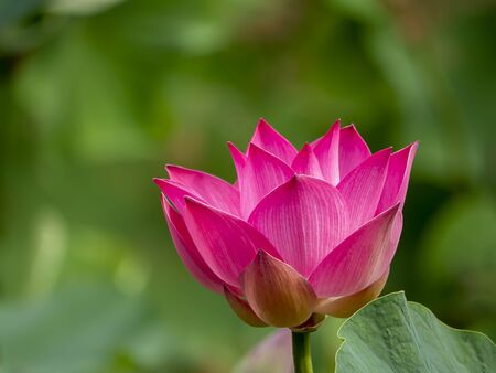Close up of lotus flower on blur backgroundの写真素材