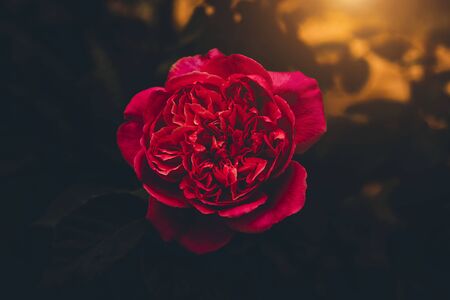 Close up Red Rose flower (Rosa damascena) with light on darky background.の写真素材