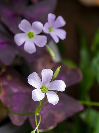 Close up Pink oxalis flower. (Butterfly night flower)の写真素材