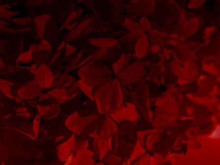Close up dry Hydrangea flower background with lush lava color tone filter.