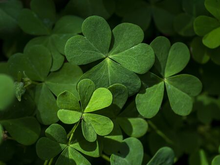 Close up Creeping lady's sorrel plant (Oxalis corniculata).