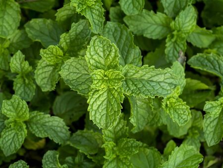 Fresh herb - Kitchen Mint or Marsh Mint leaf (Metha cordifolia Opiz)