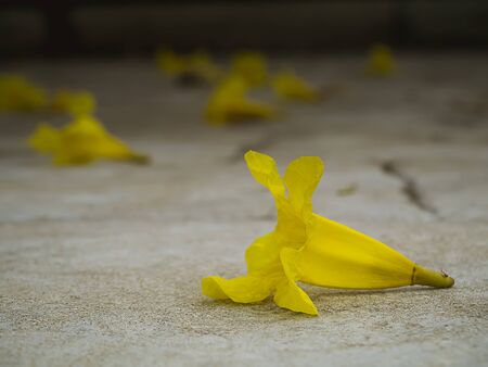 Tabebuia aurea flowers on ground.