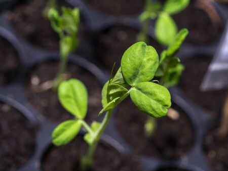 Close up leaves of Growing green pea seedlings (Scientific name Pisum sativum) with blur background.の写真素材