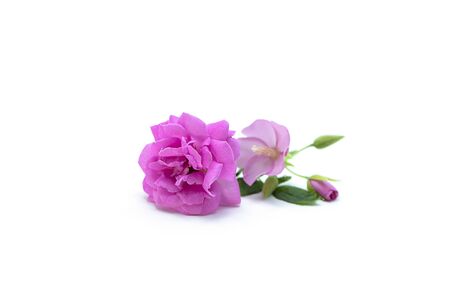 Pink of Damask Rose flower on white background. (Rosa damascena)の写真素材