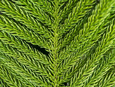Close up of Norfolk Island Pine leaves background. (Araucaria heterophylla (Salisb.))の写真素材