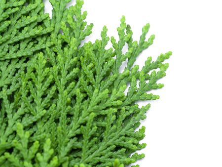 Green leaf of Chimese Arborvitae or Orientali Arborvitae tree on white background. (Thuja orientalis Endl)の写真素材