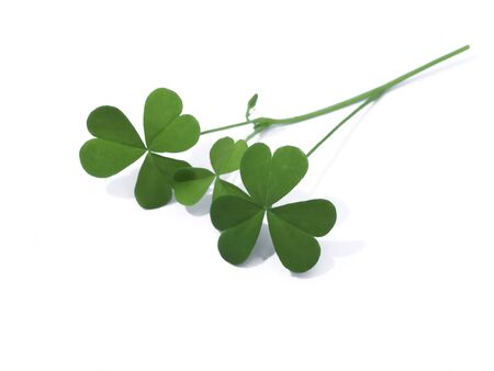Close up Creeping lady's sorrel plant (Oxalis corniculata) on white background.の写真素材