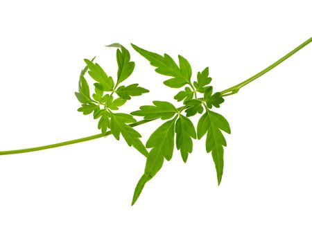 Close up Balloon vine plant leaves on white background. (Scientific name Cardiospermum halicacabum)の写真素材