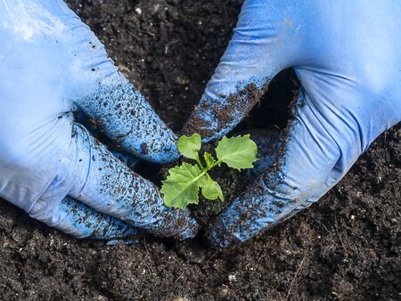 Close up Planting of Kale Seedlings (Brassica oleracea var. sabellica) on the soil.の写真素材