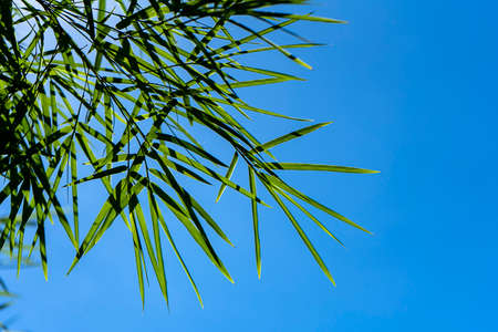 Fresh bamboo leaves with blue sky space background