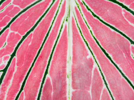 Close up texture of Caladium bicolor leaf.