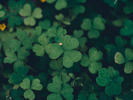 Close up leaves of Creeping lady's sorrel plant (Oxalis corniculata) in dark color.の写真素材