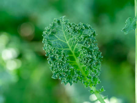 Close up Green ivy gourd leaf on white background. (Scientific name Coccinia grandis (L.) Voigt)