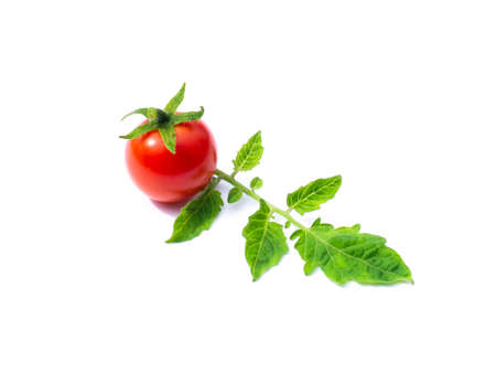 Close up tomato and leaf on white background with soft shadow. (Scientific name Lycopersicon esculentum Mill.)の写真素材
