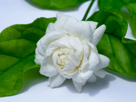 Close up jasmine flower with leaves.