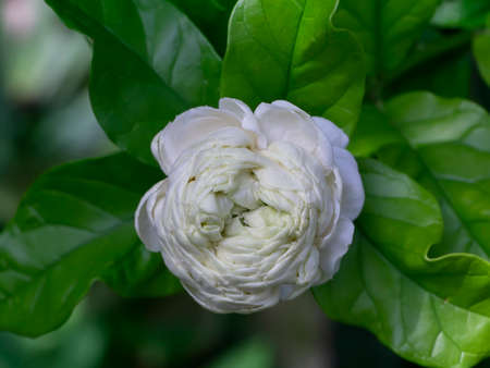 Close up of white jasmine flower with leaf on the dark background.の写真素材