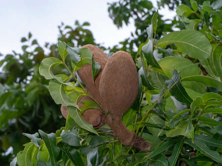 Close up Broad Leaf Mahogany or False Mahogany fruit (Scientific name Swietenia macrophylla) with...