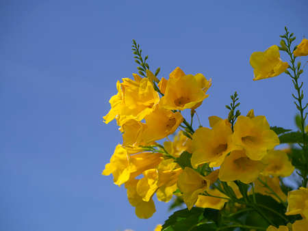 Close up Yellow elder, Trumpetbush flower (Scientific name Tecoma stans) with blue sky background.