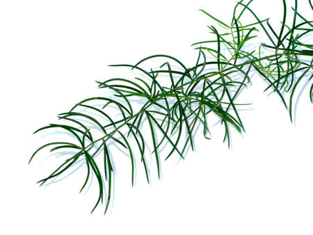 Close up of Shatavari plant (Asparagus racemosus Willd) on white background.